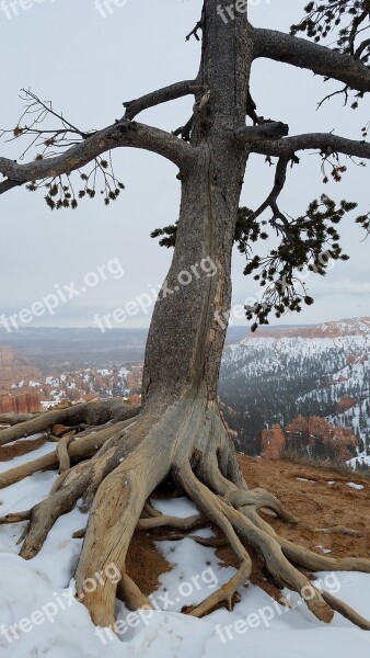 Tree Snow Outdoor Hoodoos Winter