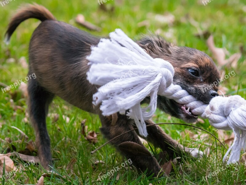 Chihuahua Bite Rope Dog Puppy