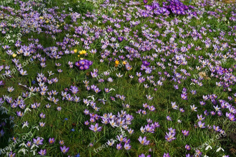 Garden Crocus Spring Flowers Nature