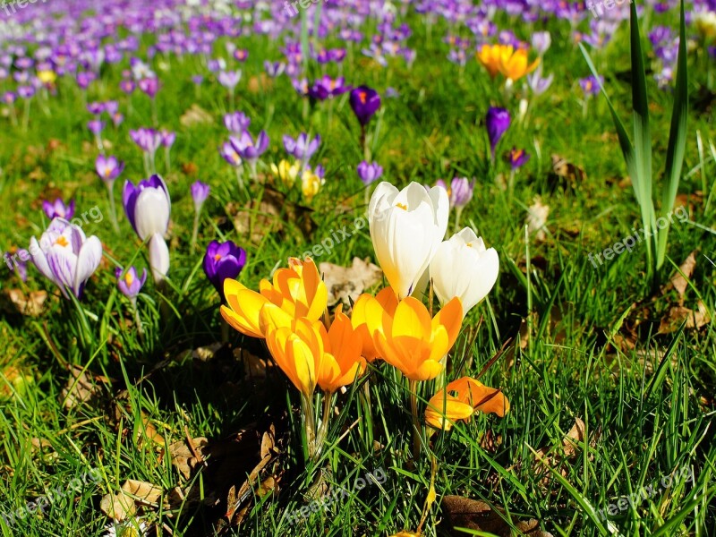 Crocus Garden Spring Flowers Nature