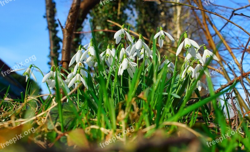 Snowdrop Flowers Signs Of Spring White Nature