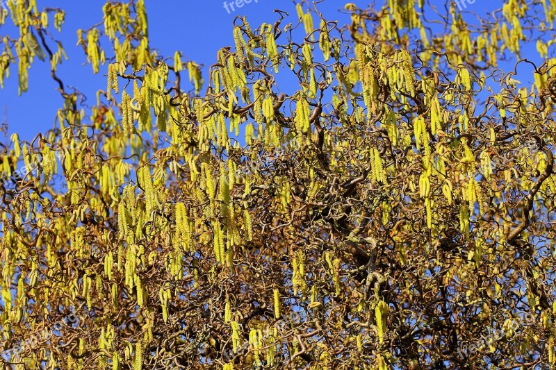 Spring Flowers Yellow Garden Nature