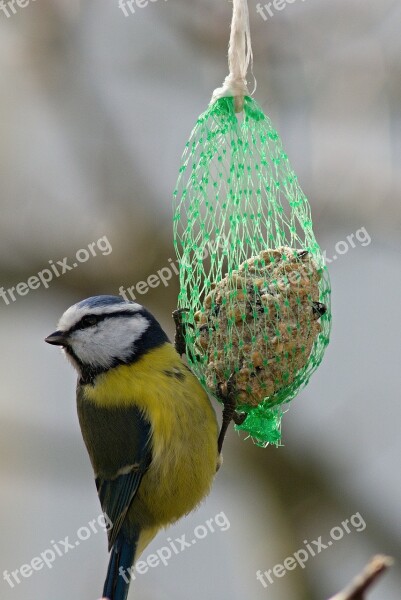 Tit Tallow Balls Feeding Bird Free Photos