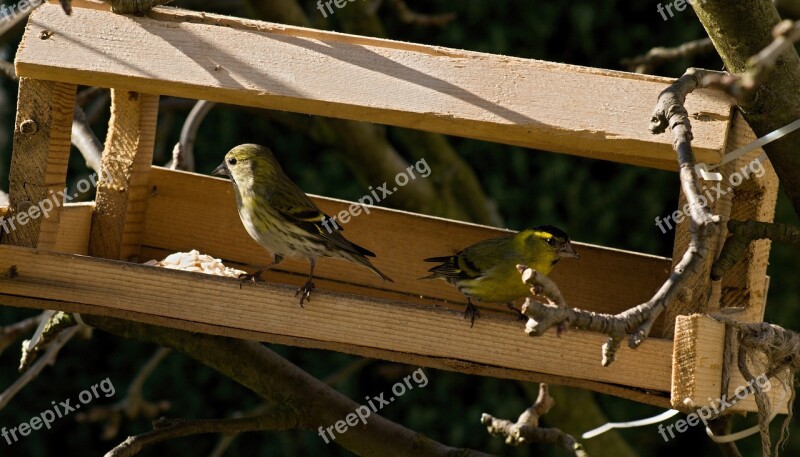 The Feeder Bell Green Bird Birds Branches