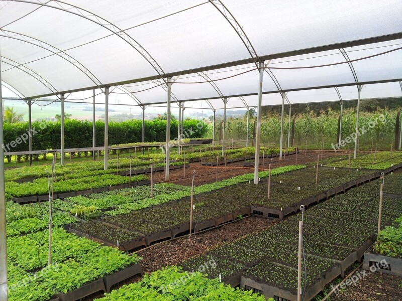 Seedlings Trees Flora London Reforestation