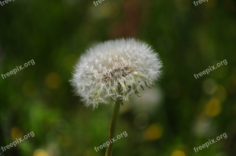 Dandelion Nature Green Meadow The Delicacy