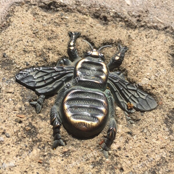 Wasp Bronze Pavement Free Photos