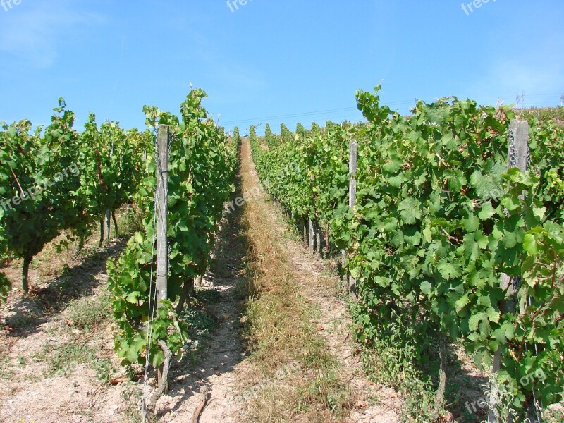 Vines Vineyard Wine Agriculture Grape