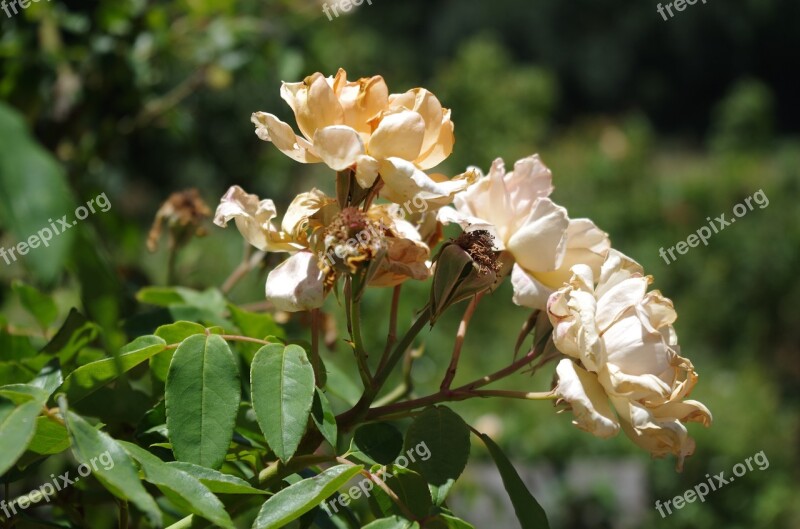 Rose Dying Metaphorical Old Flower