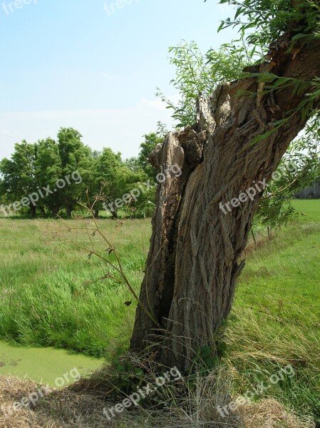 Pollard Willow Cillaarshoek Polder Free Photos