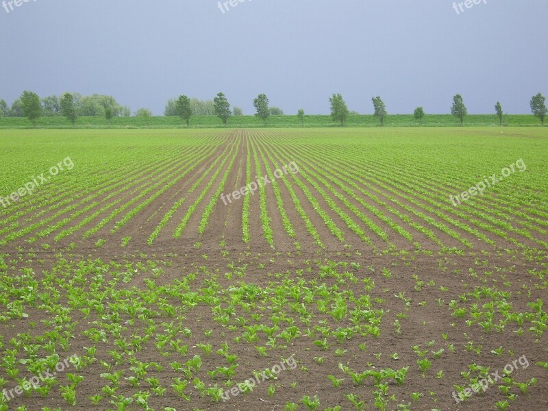 Arable Land Diagonal Worth Young Plantations Free Photos