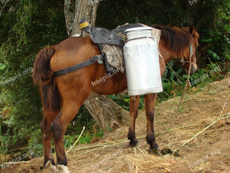 Roof Rack Horse Everyday Life Azores Milchtransport