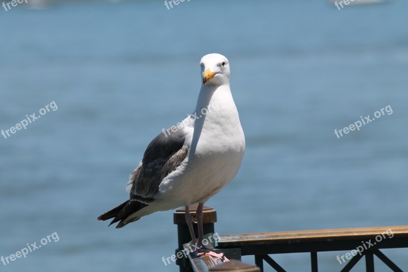 Seagull Sea Bird Water Jetty