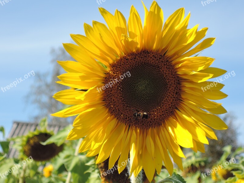 Flower Sunflower Yellow Plant Summer