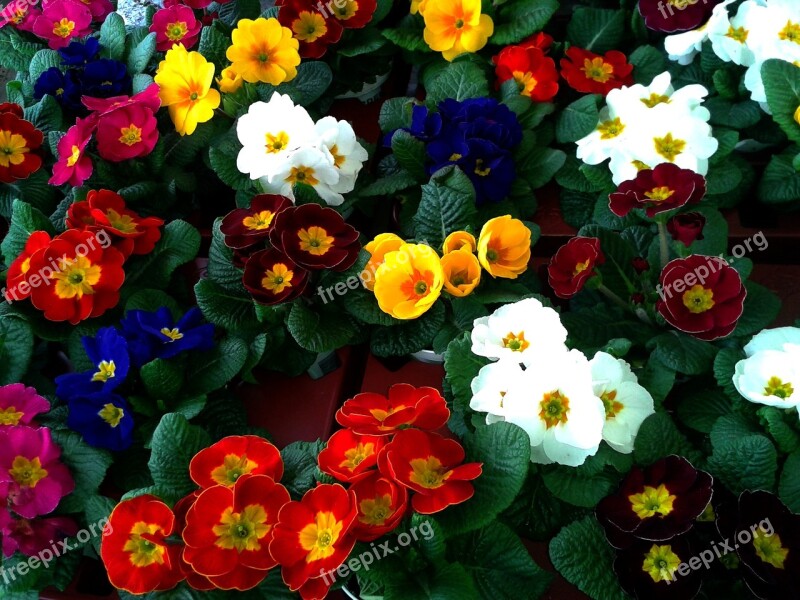 Primrose Cowslip Color Auricula Market