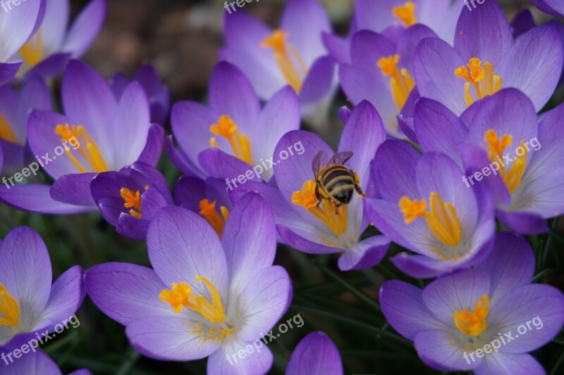 Flowers Nature Close Up Purple Flower Crocus