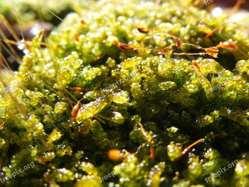 Moss Green Forest Nature Macro