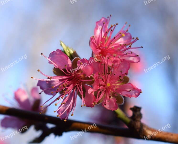 Peach Blossom Peach Tree Blossom Flower Bloom