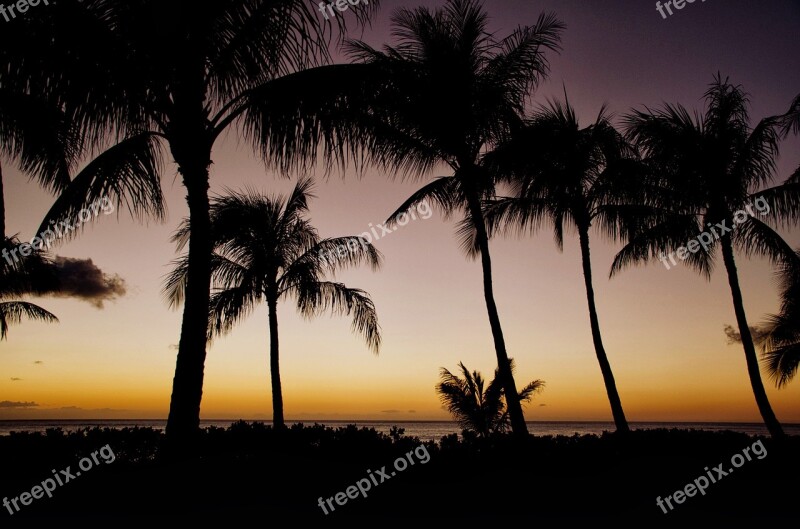 Sunset Hawaii Sun Palm Palms