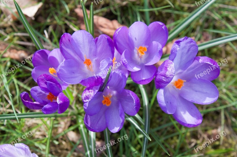 Crocus Flower Spring Nature Season