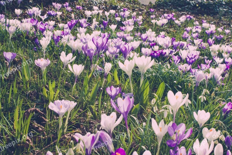 Flower Crocus Spring Nature Season