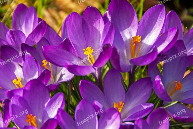 Crocus Flower Blossom Bloom Spring