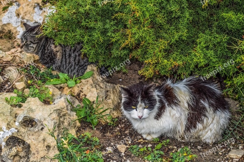 Cats Feral Shelter Rainy Day Homeless