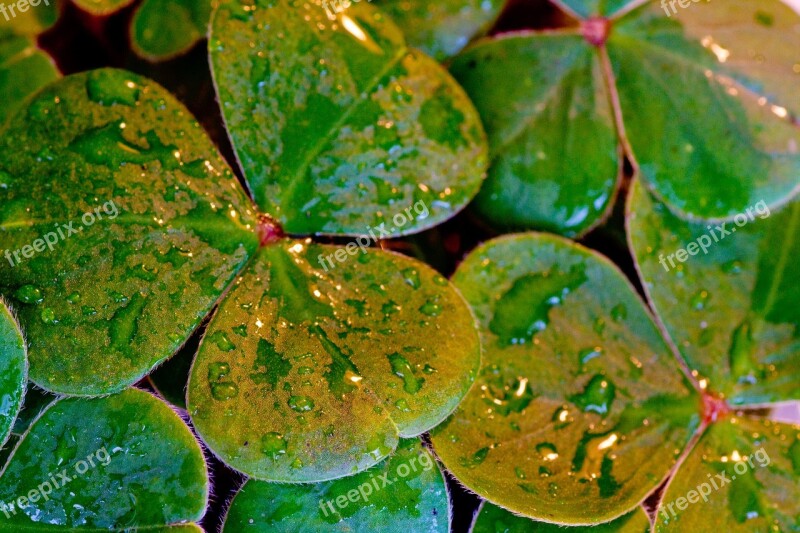 Shamrocks Clover St Patrick's Day St Paddy's Day Irish