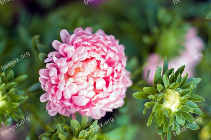 Autumn Flower Aster Nature Plant