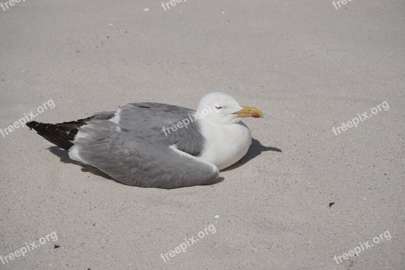 Seagull Islands Cíes Beach Nature