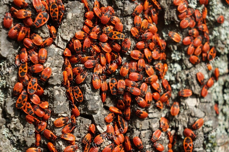 Firebug Pospolná Bug Beetles Ruměnice Bezkřídlá Pyrrhocoris Apterus