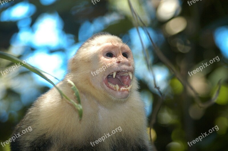 Nature Monkey Wild Screaming Free Photos