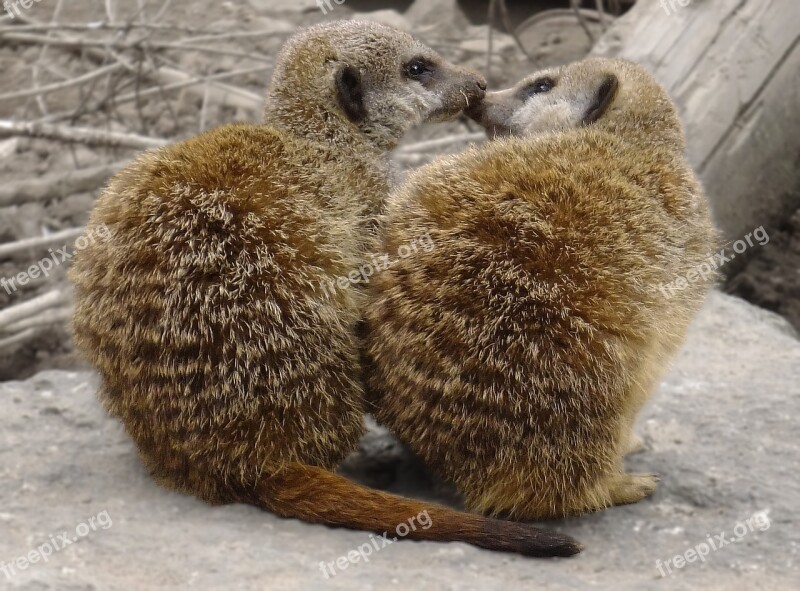 Meerkats Animal Wildlife Mammal Zoo