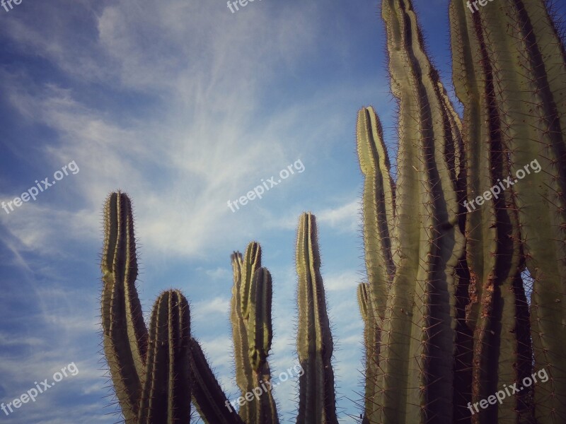 Cactus Nature Thorny Wild Free Photos