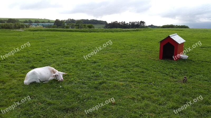 Goat Nature Landscape Animal Meadow