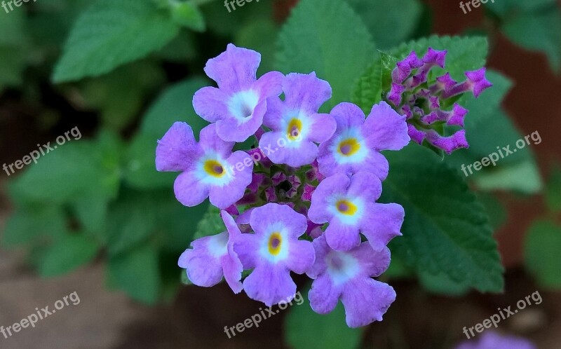 Flower Blue Nature Healthy Natural