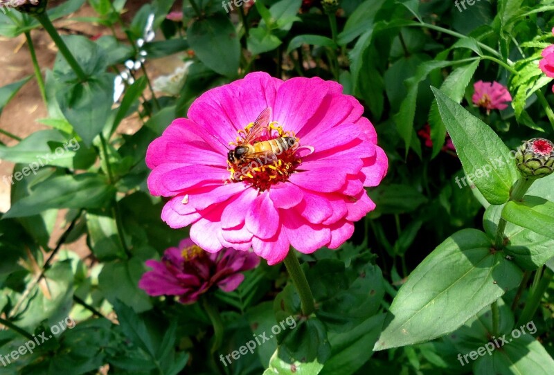 Flower Honey Bee Nature Insect