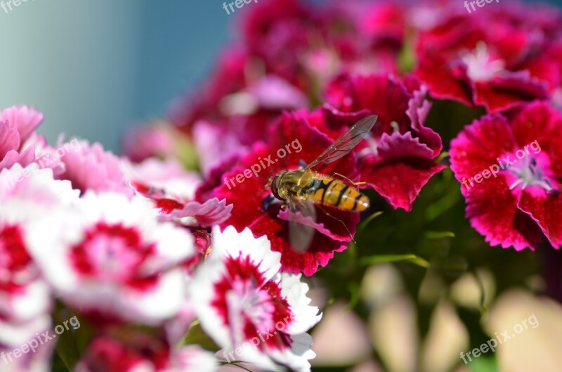 Flower Wasp Blossom Bloom Red