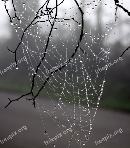 Web Spider Dew Winter Tree Wire Nature