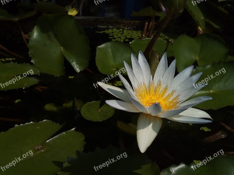 Lotus Leaf Lotus Water Plants Flowers Lotus Lake