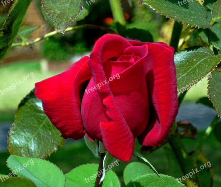 Rose Red Rose Flower Free Photos