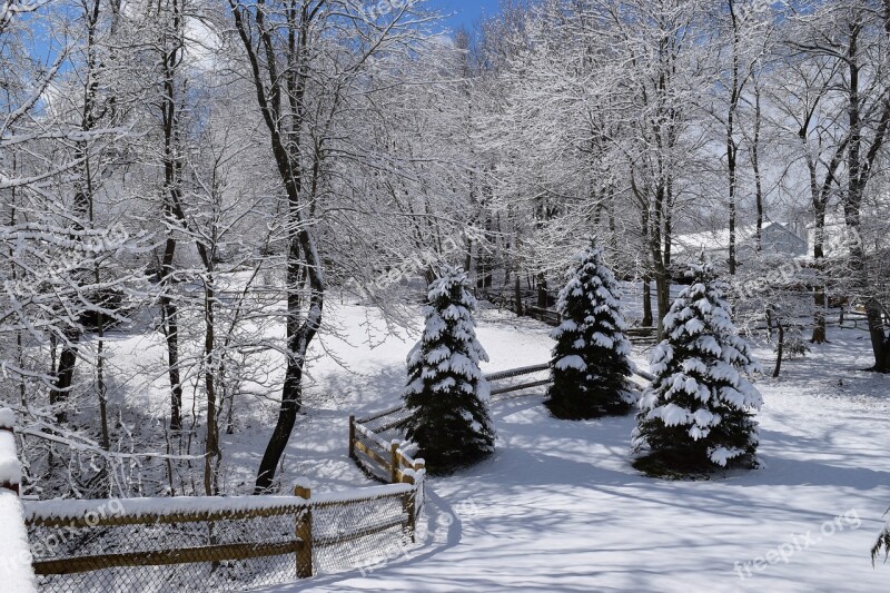 Snow Winter Pine Trees Cold Snowfall