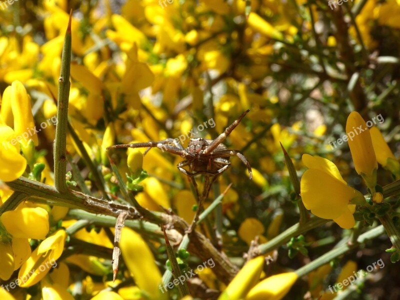 Spider Arachnid Genista Scorpius Aliaga Thorns