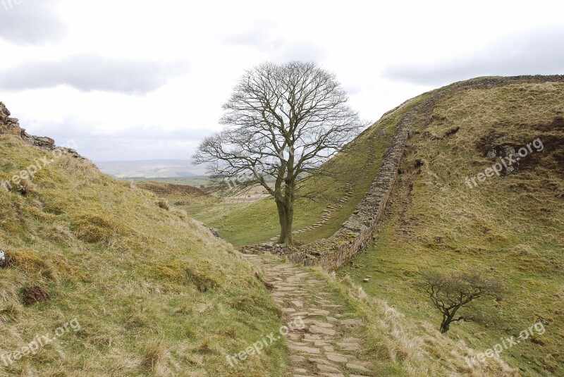 Sycamore Gap Hadrian's Wall Northumberland Tree Landmark