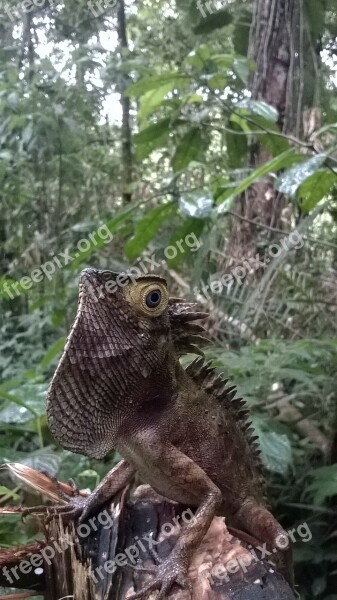 Mata Iguana Wild Free Photos