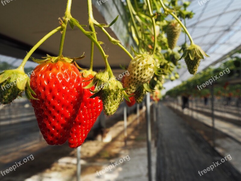 Strawberry Strawberry Picking Suites Free Photos