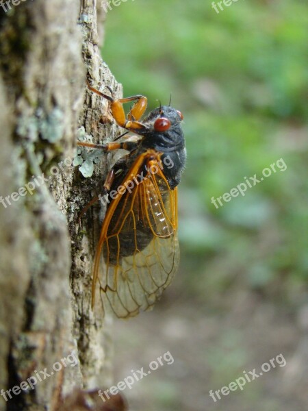 Magicicada Periodical Cicada Cicada 17 Year Seventeen Year