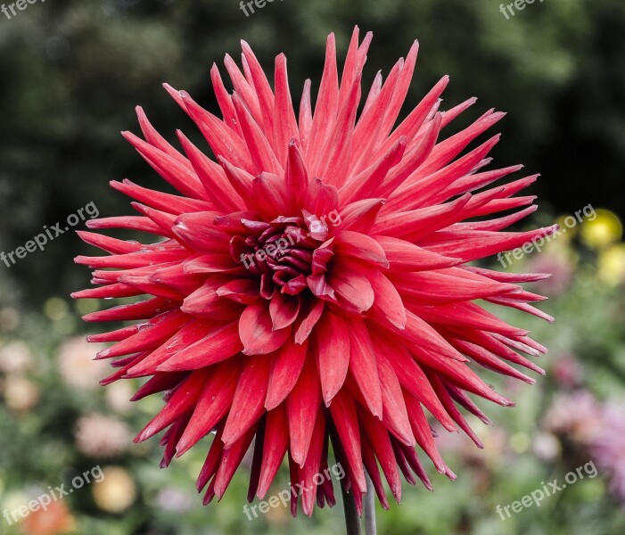 Flower Daffadil Pink Red Pointy