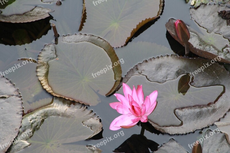 Lily Water Lily Water Waters Nature