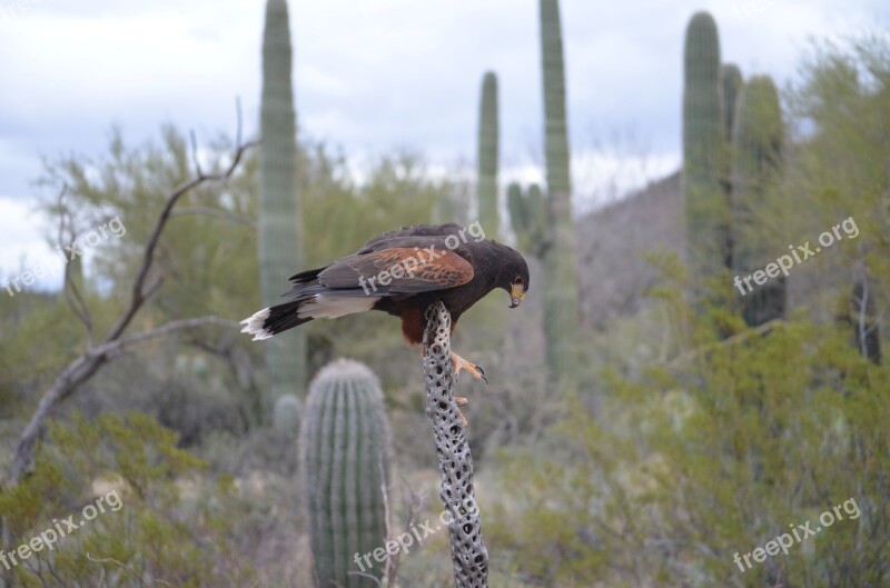 Red Tail Hawk Cactus Desert Free Photos